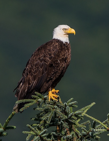 Bald Eagle_73A8893 - Additional Files - Walter Nussbaumer Photography  