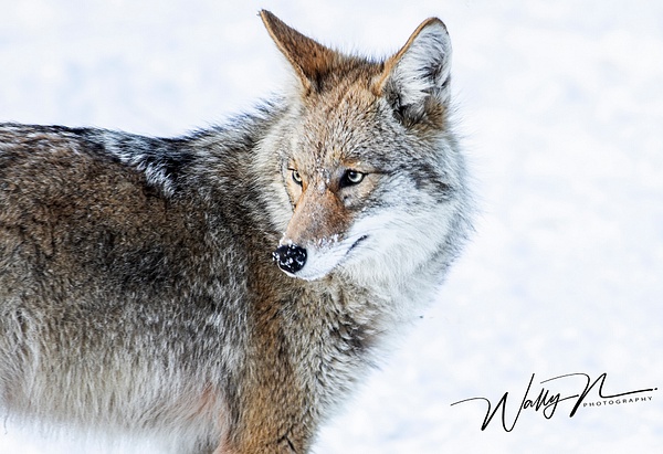 Coyote_R8A6657 - Additional Files - Walter Nussbaumer Photography 