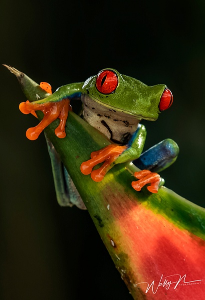 Red eyed tree frog_0R8A7773 - Additional Files - Walter Nussbaumer Photography 