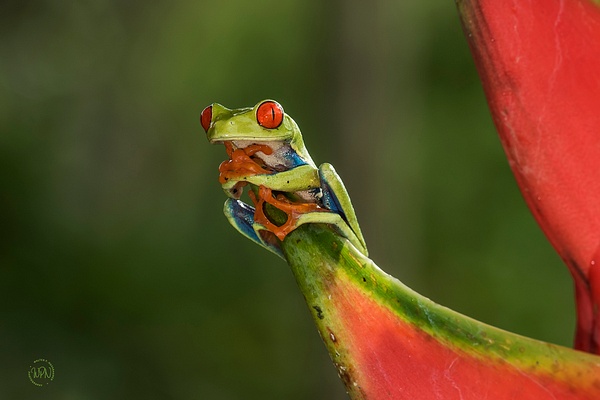 Red Eyed Leaf Frog_0R8A7779 - Walter Nussbaumer