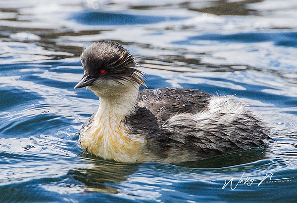 Silvery Grebe_0R8A9699 - Waterfowl - Walter Nussbaumer Photography  