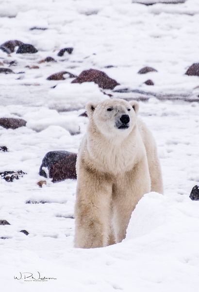 Polar Bear_DSC4521 - Bears - Walter Nussbaumer Photography  