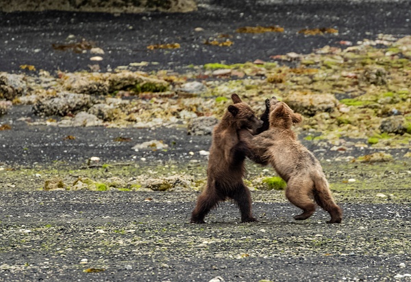 Grizzly Cubs_R8A9576 - Bears - Walter Nussbaumer Photography 