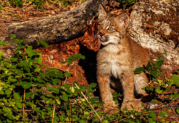 Lynx Cub_F3O1684 - Miscellaneous Wildlife - Walter Nussbaumer Photography 