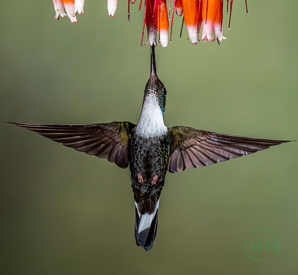 Collared Inca_DSC0480 - Hummingbirds - Walter Nussbaumer Photography 