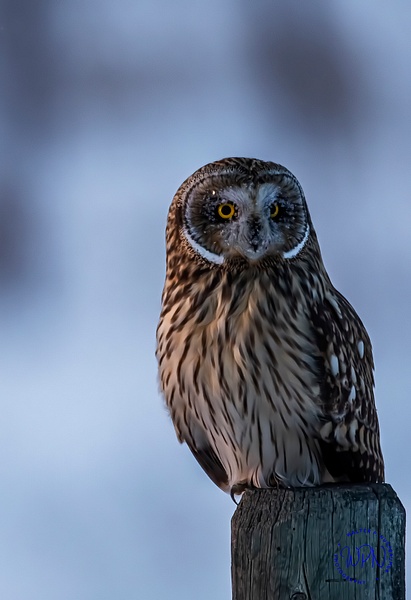 Short Eared  Owl_R8A6488 - Short Eared Owl - Walter Nussbaumer Photography 