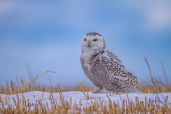 Snowy Owl_IMG_5963 - Snowy Owl - Walter Nussbaumer Photography 