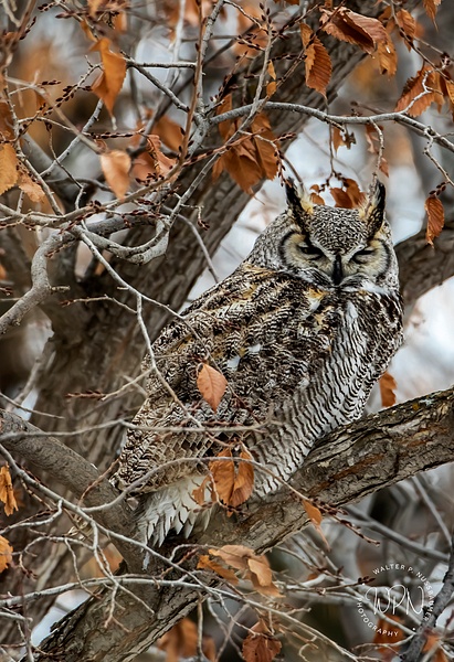GHO_2020-12-12_R8A9087 - Great Horned Owl - Walter Nussbaumer Photography  