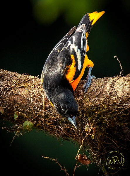 Oriol-5138Oriole - Tropical Birds - Walter Nussbaumer Photography  