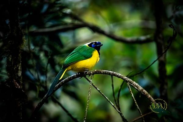Inca Jay-0R8A0145Inca Jay - Tropical Birds - Walter Nussbaumer Photography  