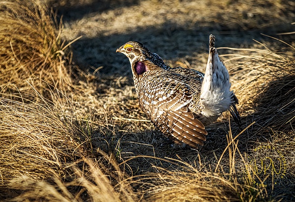 Sharp-tailed Grouse_R8A9509 - Walter Nussbaumer 