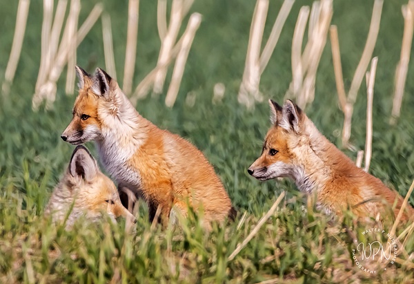 Red Fox Kits_0A8A9601 - Foxes - Walter Nussbaumer Photography 