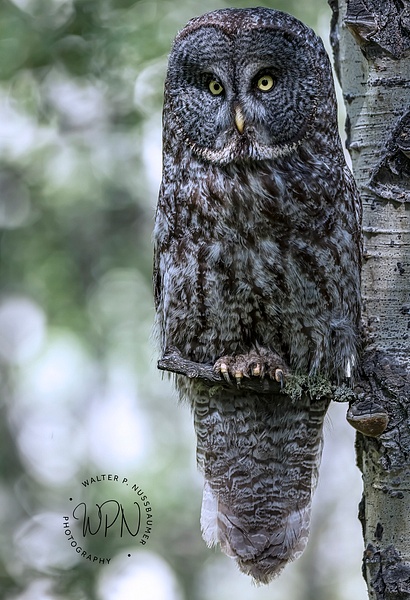 GG Owl__A8A1199 - Great Grey Owls - Walter Nussbaumer Photography  