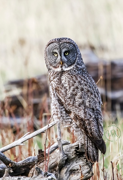 Great Grey Owl - Great Grey Owls - Walter Nussbaumer Photography  