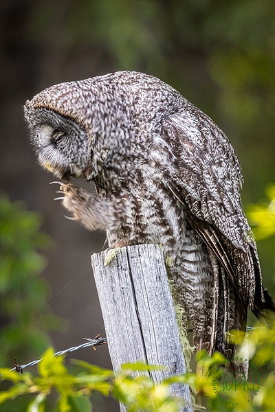 Great Grey Owl - Great Grey Owls - Walter Nussbaumer Photography  