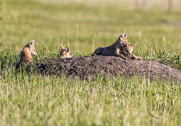 Coyote - Coyotes - Walter Nussbaumer Photography