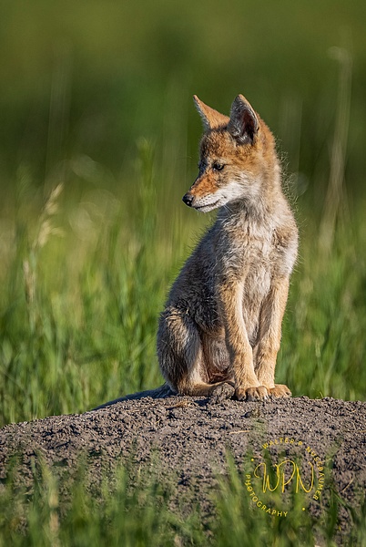 Coyote Kit - Coyotes - Walter Nussbaumer Photography 