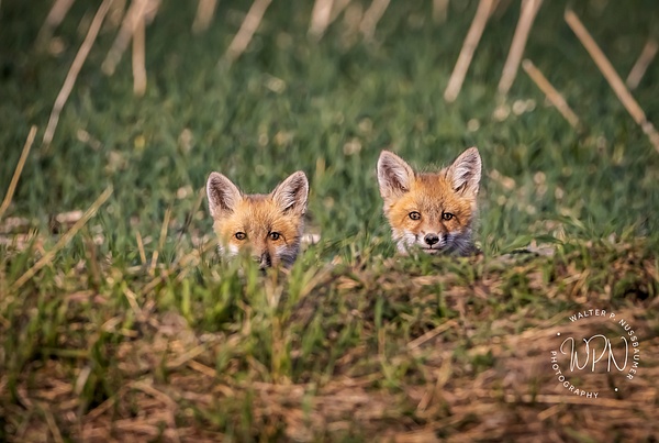 Red Fox Kits_0A8A9566 - Foxes - Walter Nussbaumer Photography  
