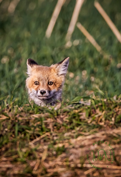 Red Fox Kit_06-02-2021_0A8A9561 - Foxes - Walter Nussbaumer Photography  