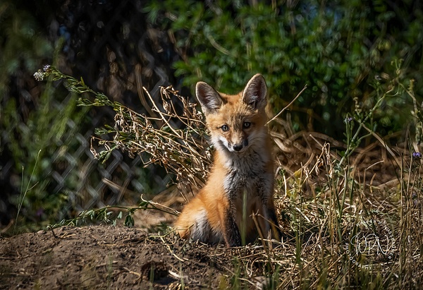 RF Kit__A8A1049 - Foxes - Walter Nussbaumer Photography  