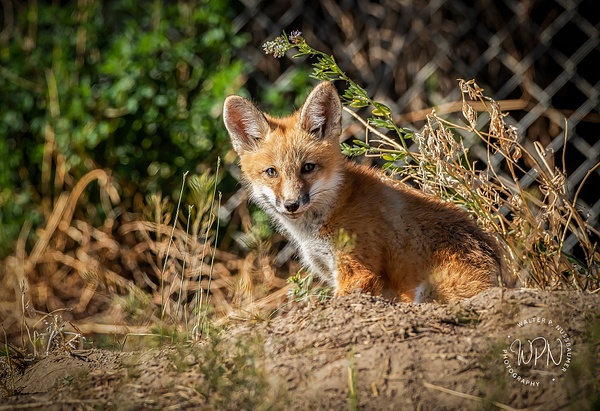 RF Kit_0R8A9534 - Foxes - Walter Nussbaumer Photography 