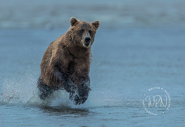 Alaskan Brown Bear_73A0943 - Bears - Walter Nussbaumer Photography  