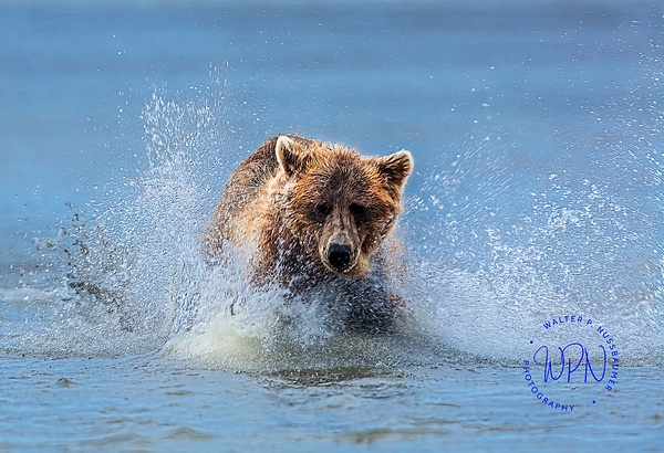 Pavel_73A0951_ - Bears - Walter Nussbaumer Photography 