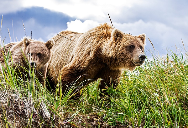 Alaskan Brown Bear and cub_IMG_8980 - Bears - Walter Nussbaumer Photography 