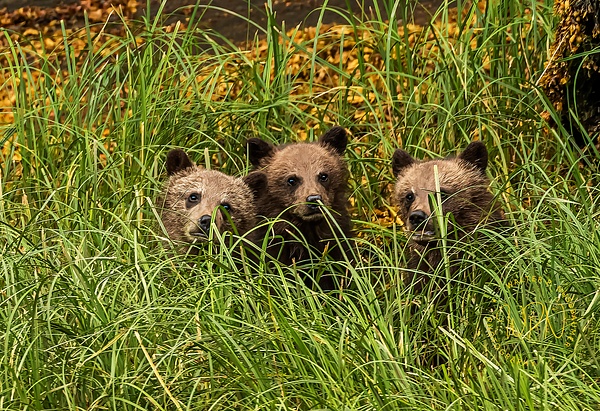 Grizzly Cubs(DXO)_0R8A0481 - Bears - Walter Nussbaumer Photography 