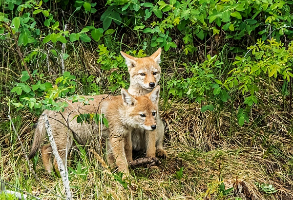 Coyote Kits _DSC0565-NEF_ - Coyotes - Walter Nussbaumer Photography