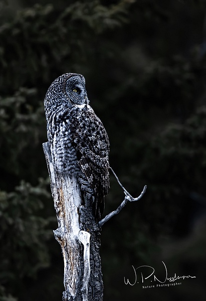 Great Grey Owl-A0081- - Great Grey Owls - Walter Nussbaumer Photography  