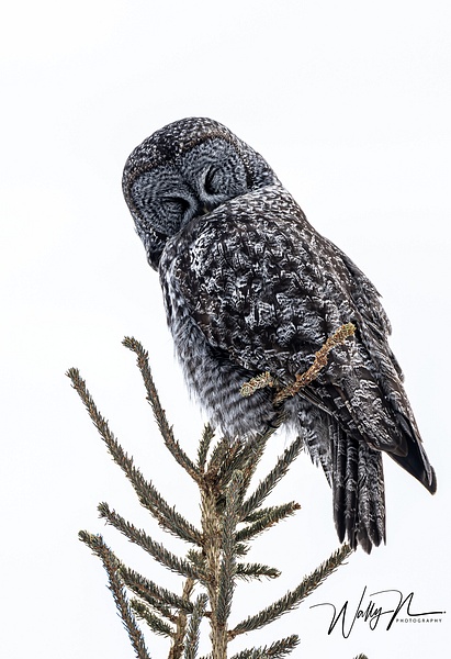 Great Grey Owl-0A8A0164 - Great Grey Owls - Walter Nussbaumer Photography 