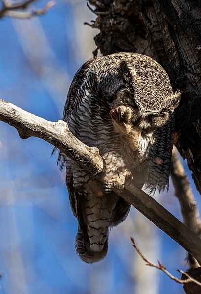 Great Horned Owl - Great Horned Owl - Walter Nussbaumer Photography 