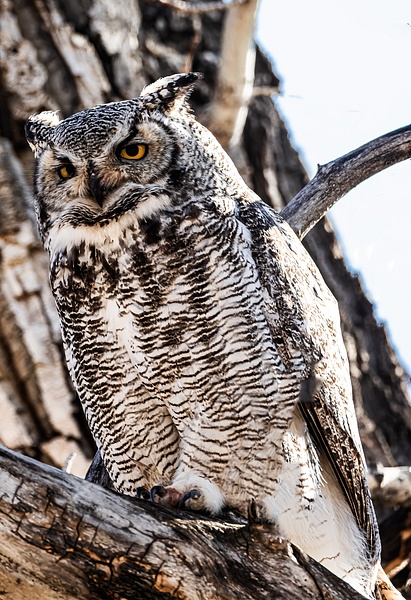 Great  Horned Owl - Great Horned Owl - Walter Nussbaumer Photography 