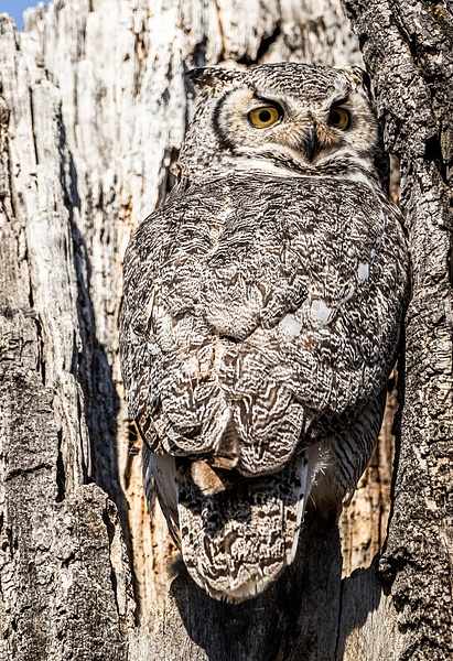 GHO _ 0A8A0802 - Great Horned Owl - Walter Nussbaumer Photography 