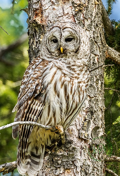 Barred Owl-0A8A1346 - Barred Owl - Walter Nussbaumer 