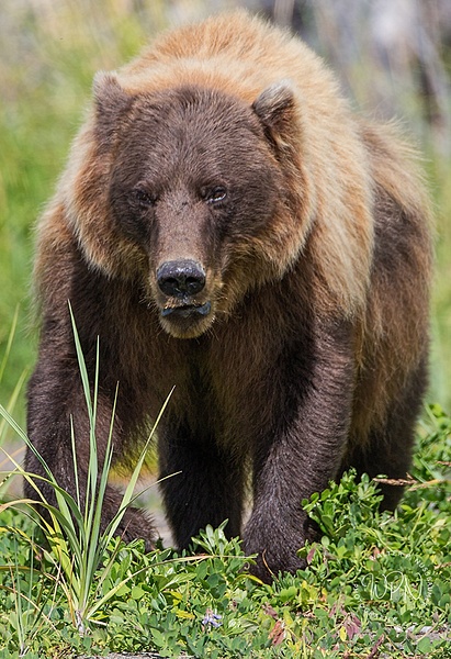 Brown Bear_73A9154 - Bears - Walter Nussbaumer Photography 