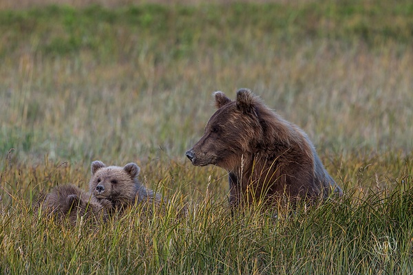Rest time_73A9968 - Bears - Walter Nussbaumer Photography 