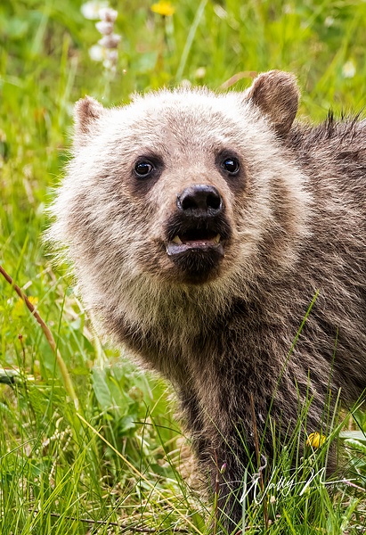 Grizzly Bear Cub_R8A0047 - Walter Nussbaumer