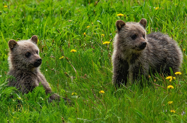 Grizzly Cubs Kananaskis_DSC_1392-Enhanced-NR - Walter Nussbaumer