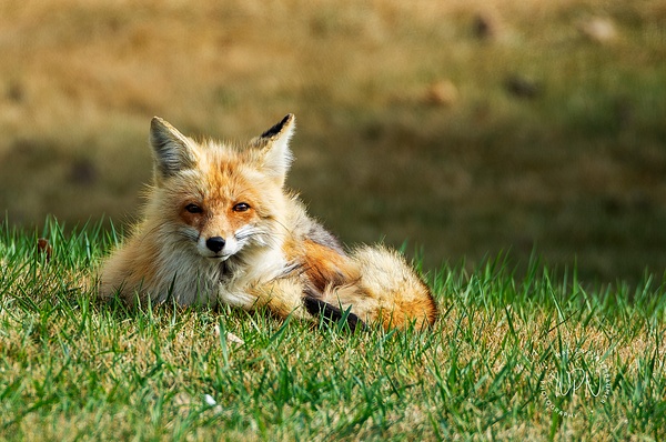 Fox Vixen_0R8A0044-Enhanced-NR - Foxes - Walter Nussbaumer Photography  