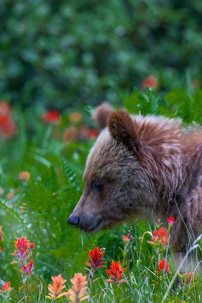 Grizzly Cub_0A8A2166 - Bears - Walter Nussbaumer Photography  