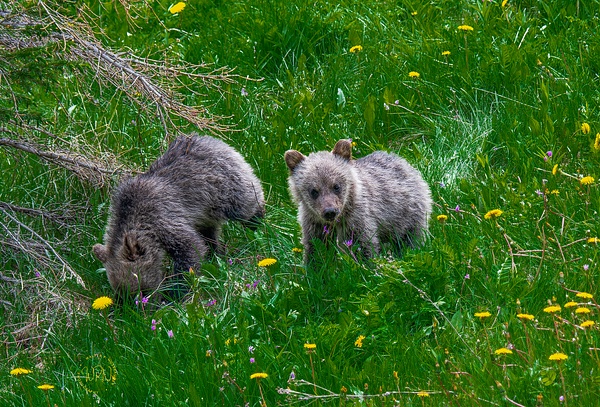 Grizzly Cubs_DSC_1540- - Bears - Walter Nussbaumer Photography 