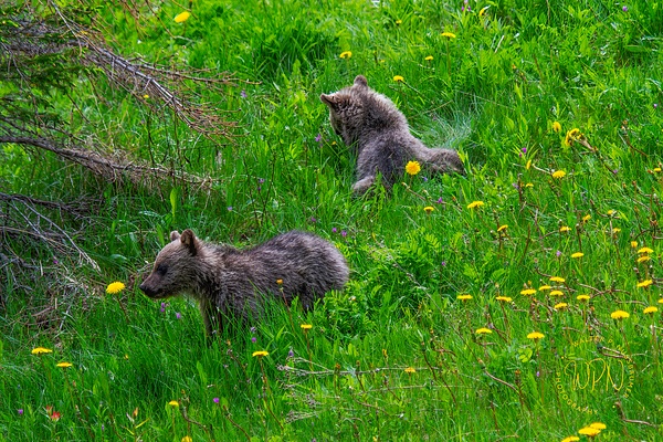 Grizzly Bear Cubs-DSC_1527 - Walter Nussbaumer 