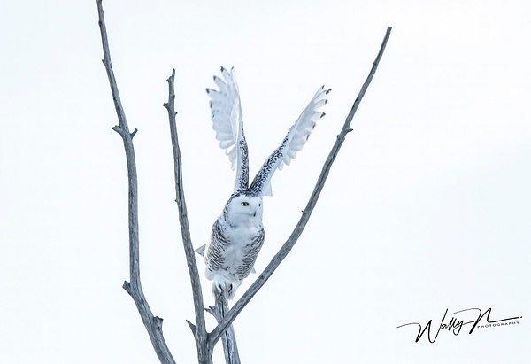 Snow Owl_R8A9901 - Walter Nussbaumer 