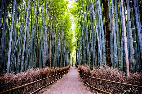 Arashiyama Bamboo by Doug Stratton