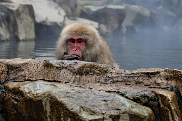Snow Monkey deep in thought - Nature - Nicola Lubbock Photography 