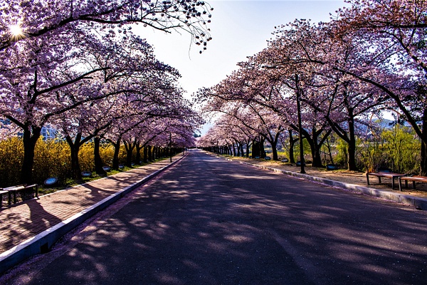 Cherry Blossom Avenue - photoart4youNL 