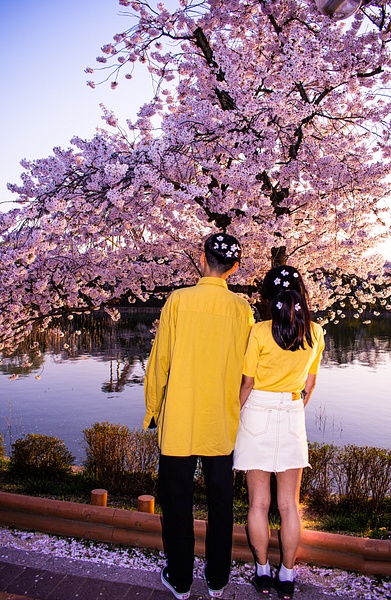 Spring Cherry Blossom Couple - Travel - Nicola Lubbock Photography 