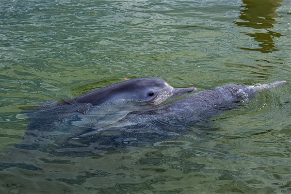 Wild Humpback Dolphins - photoart4youNL